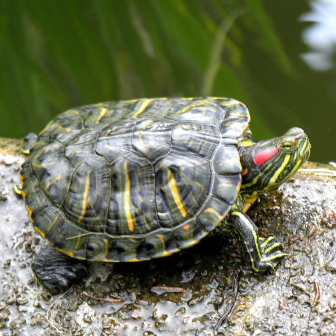 A red-eared slider basking on a log, the bold red stripe visible behind its eye