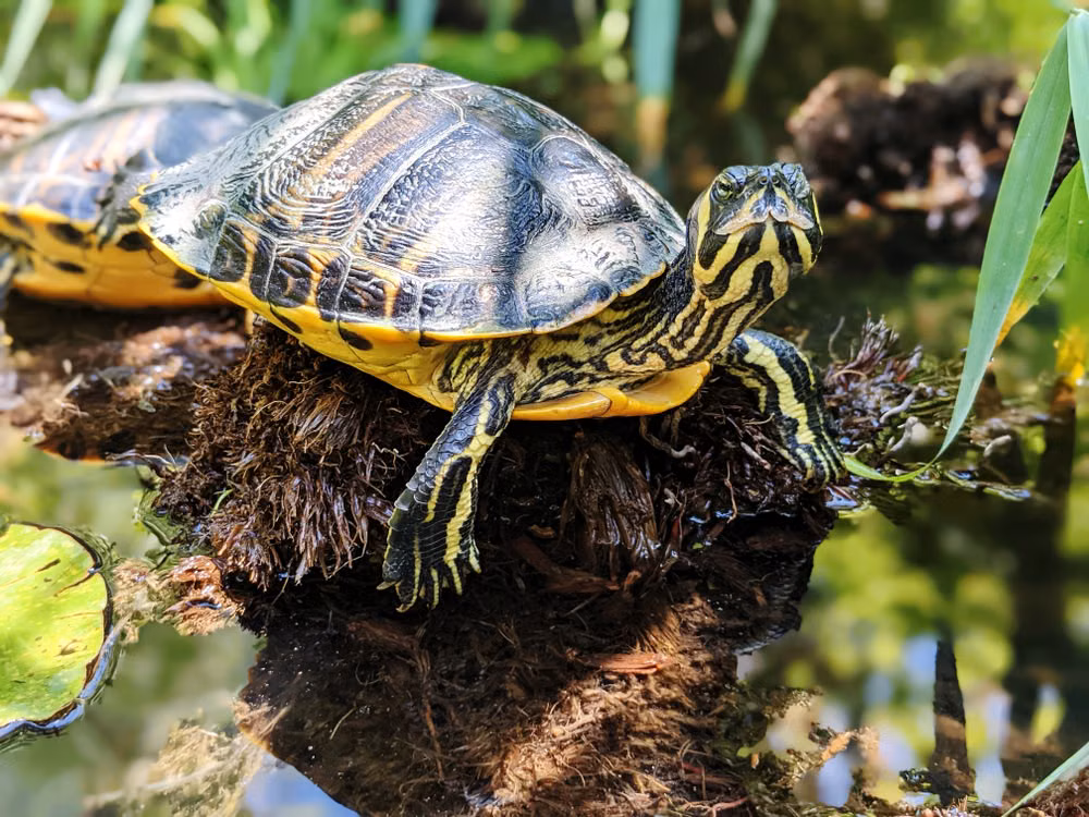 A yellow-bellied slider hauled out at the water's edge, showing the yellow blaze on its head